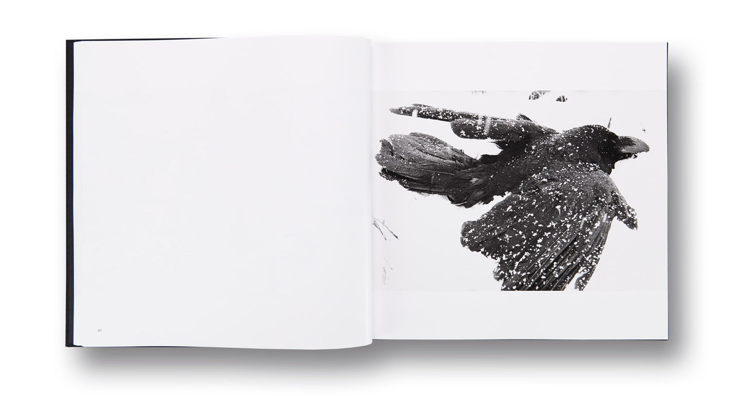 MASAHISA FUKASE: RAVENS