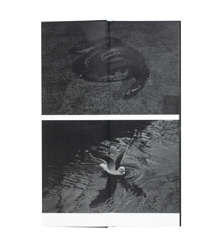 SAKIKO NOMURA: FATE IN SPRING (signed)