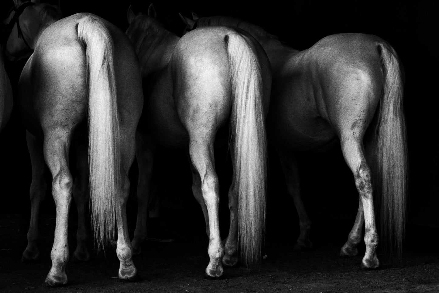 TOM ŘECHTÁČEK: KRAJINA KONĚ
EQUINE LANDSCAPE (Edition of 70, signed, numbered with print)