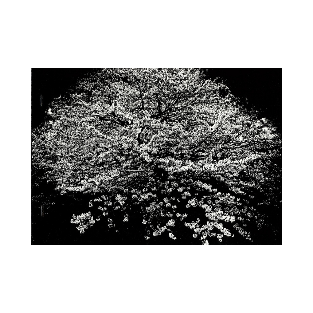 DAIDO MORIYAMA: FLOWERS (signed,numbered)