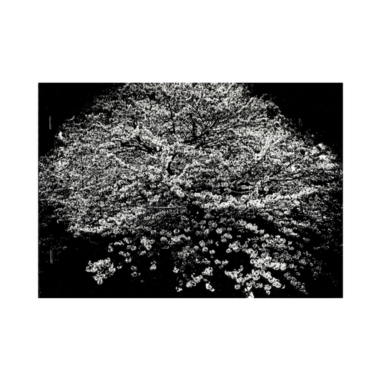 DAIDO MORIYAMA: FLOWERS (signed,numbered)