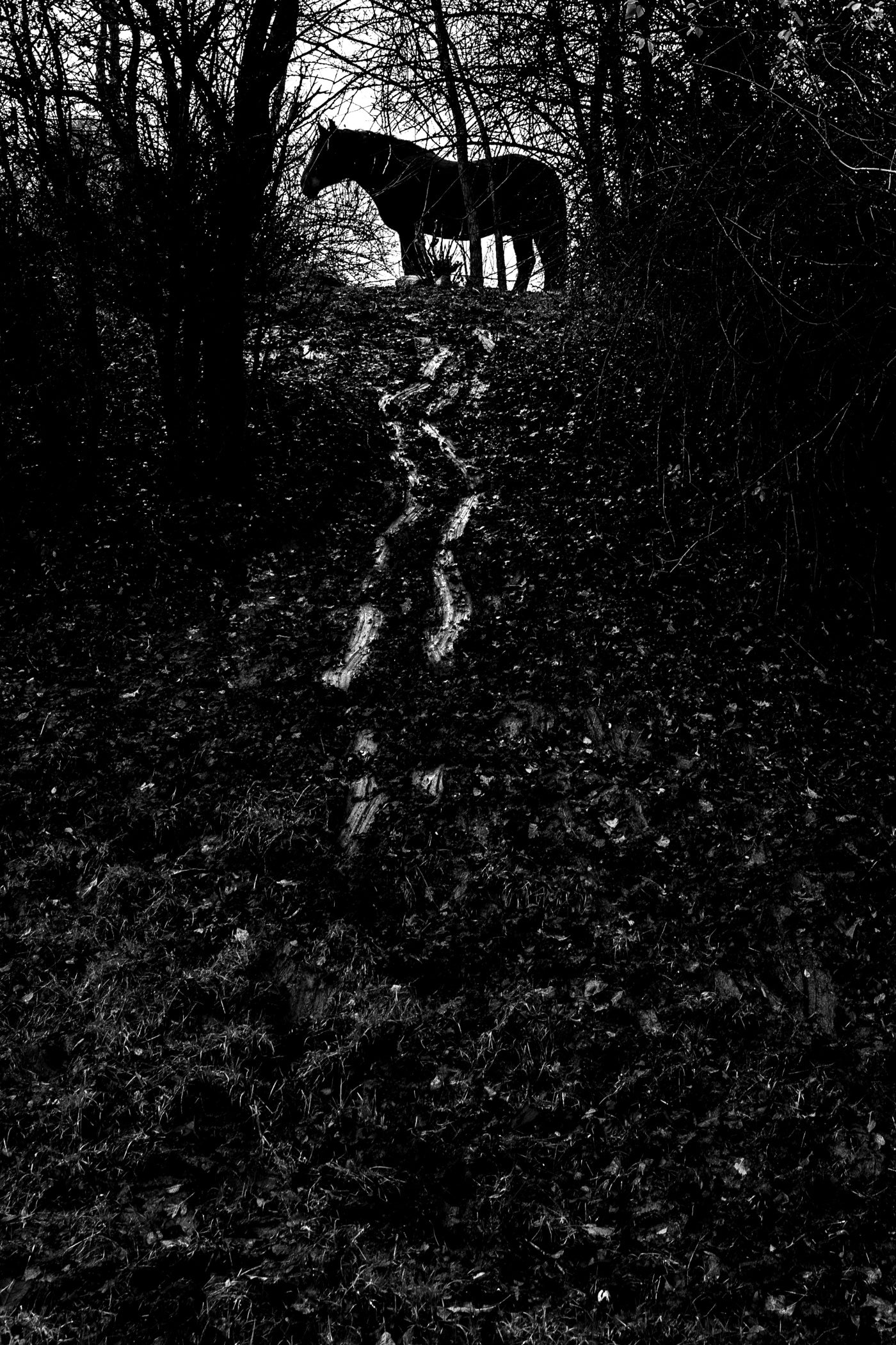 TOM ŘECHTÁČEK: KRAJINA KONĚ
EQUINE LANDSCAPE (Edition of 70, signed, numbered with print)