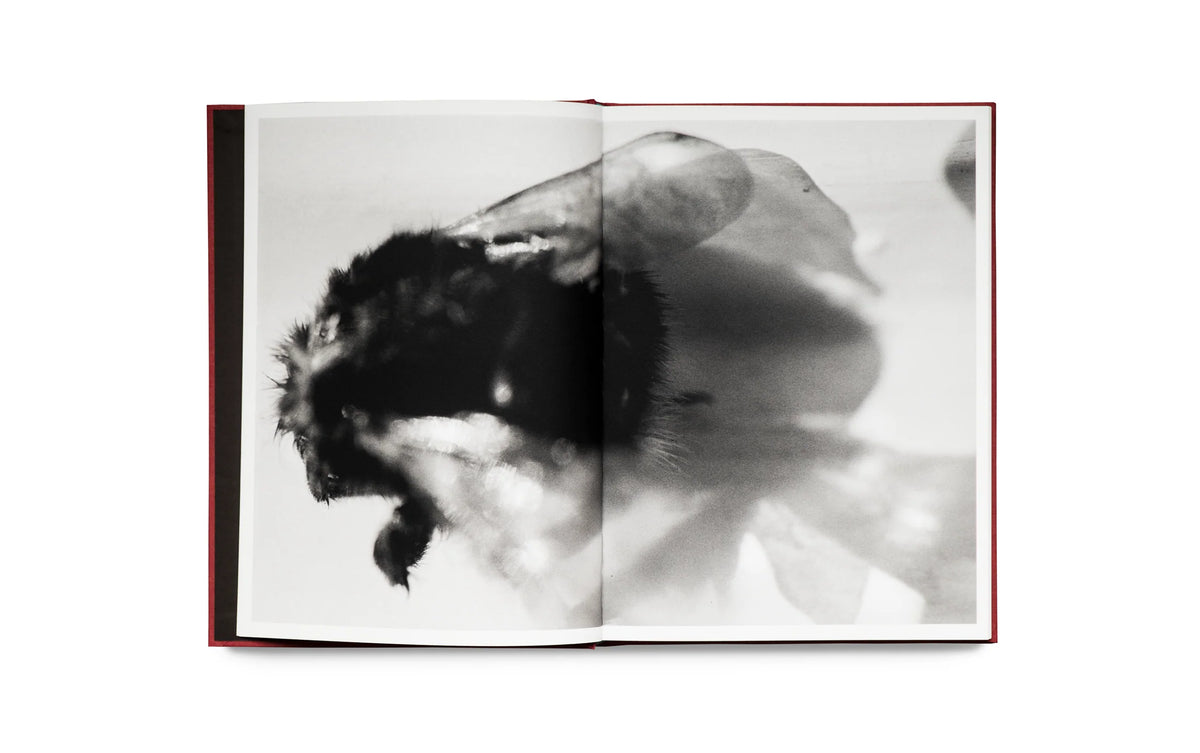 WILL GREEN: DEATH AND OTHER BELONGINGS