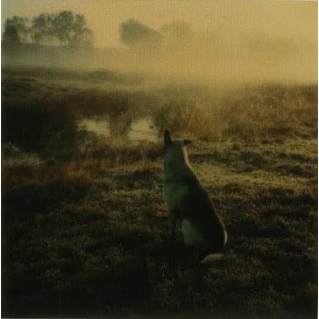 ANDREI TARKOVSKY: INSTANT LIGHT (polaroids by Andrei Tarkovsky)