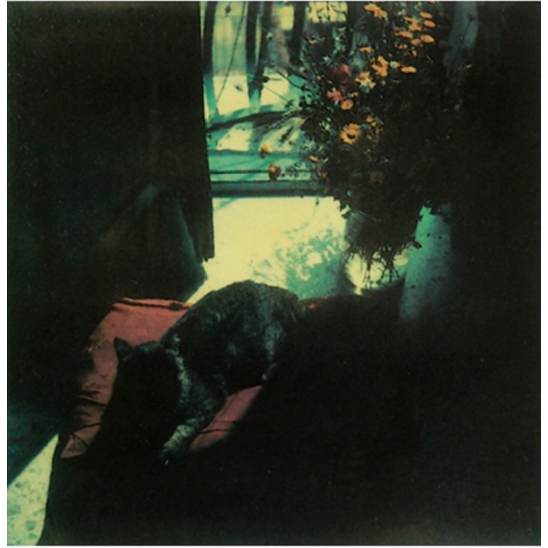 ANDREI TARKOVSKY: INSTANT LIGHT (polaroids by Andrei Tarkovsky)