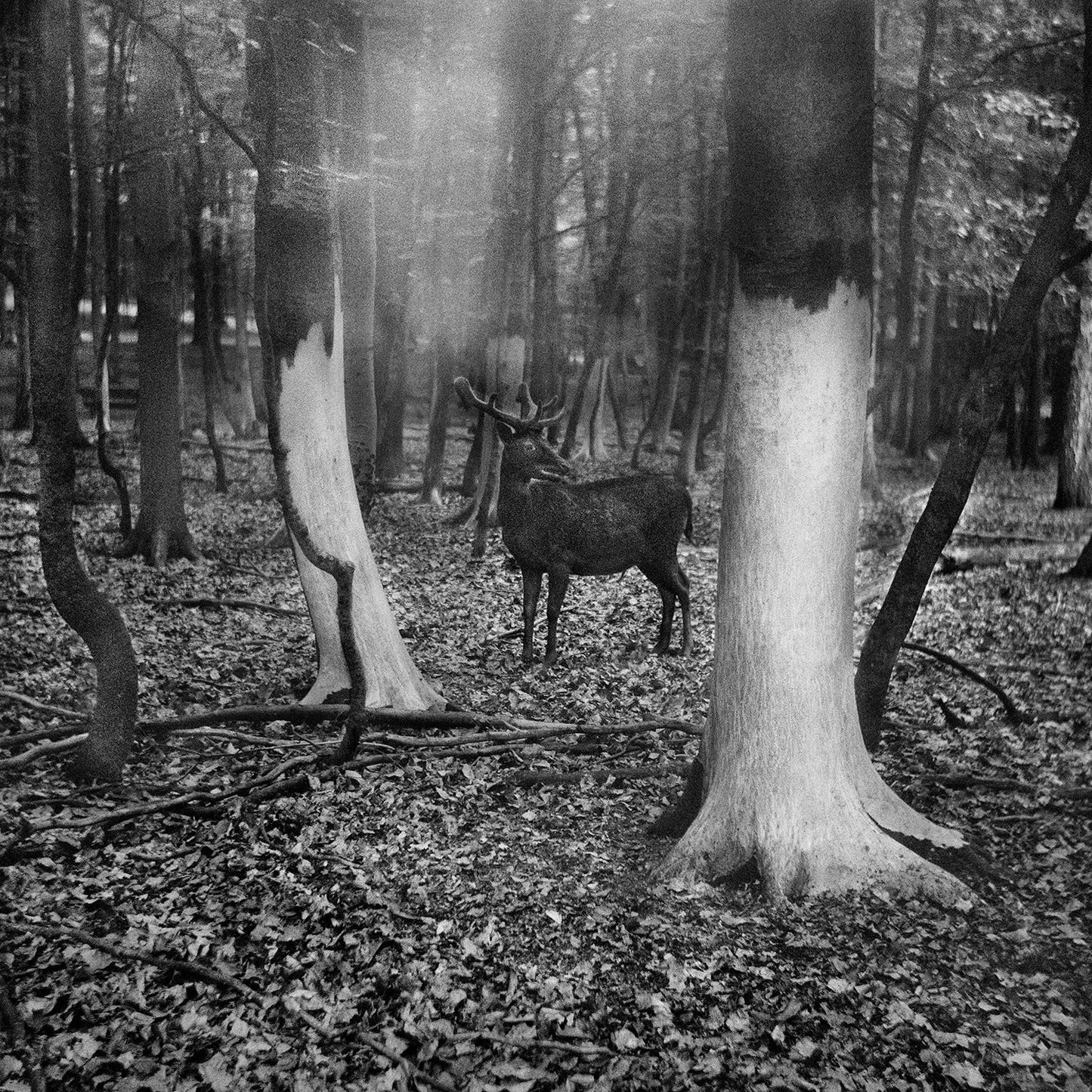 ANNA ARENDT: VANISHING (SIGNED)