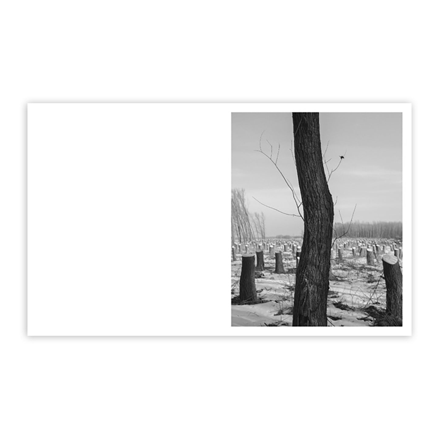 LJUBISA DANILOVIC: LA LUNE DE PAYNE