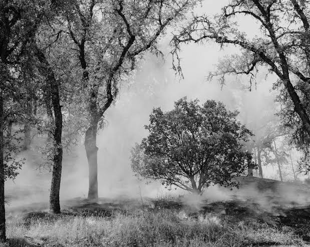 IAN BATES: THE WEIGHT OF ASH