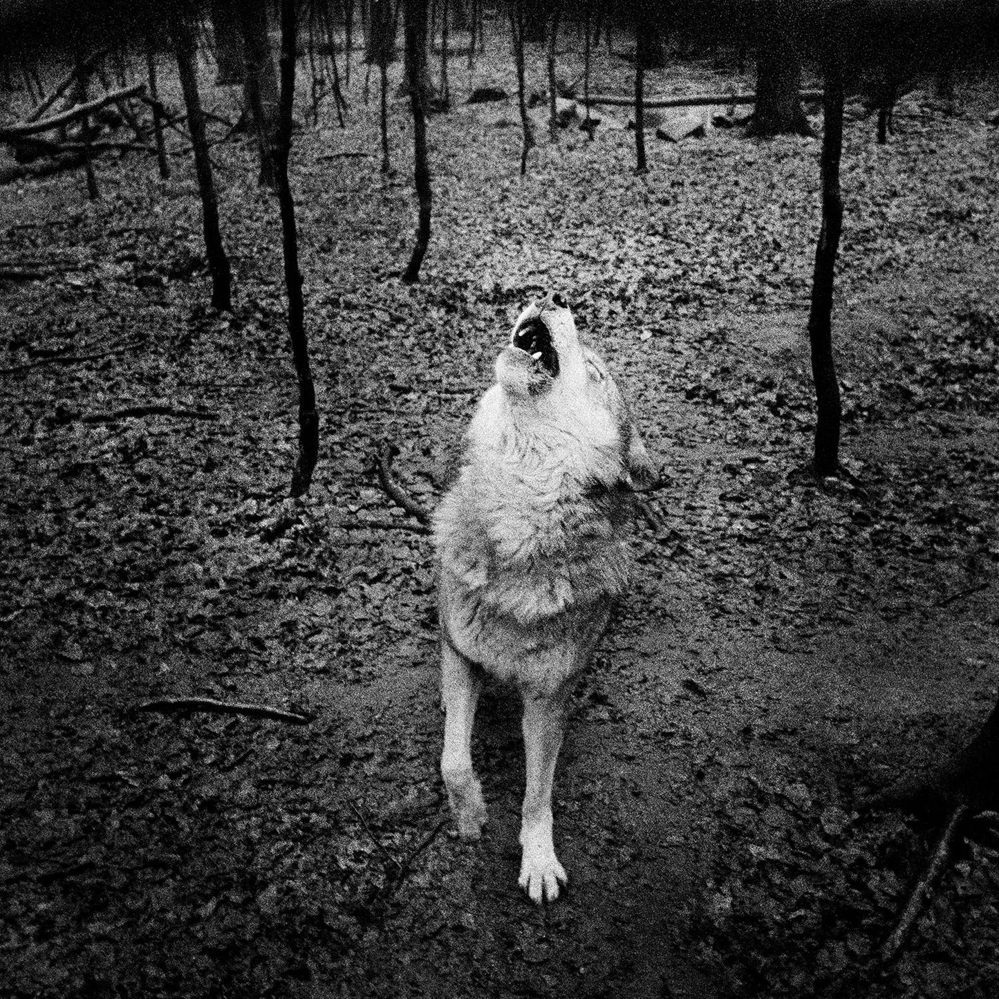 ANNA ARENDT: VANISHING (SIGNED)