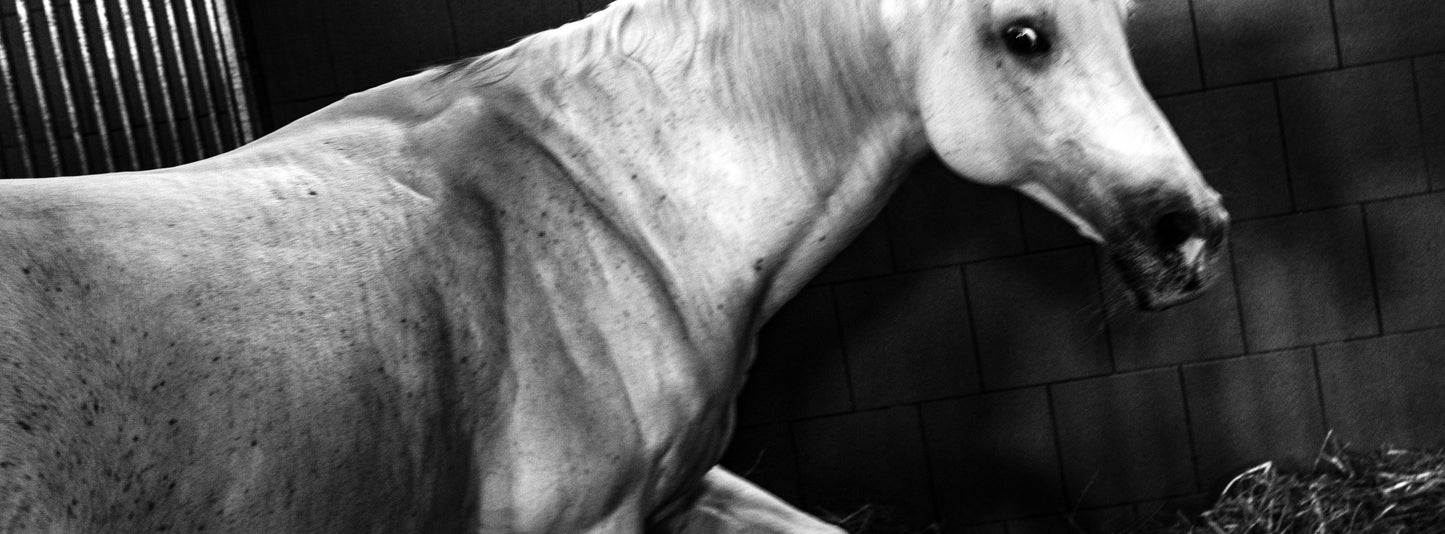 TOM ŘECHTÁČEK: KRAJINA KONĚ
EQUINE LANDSCAPE (Edition of 70, signed, numbered with print)