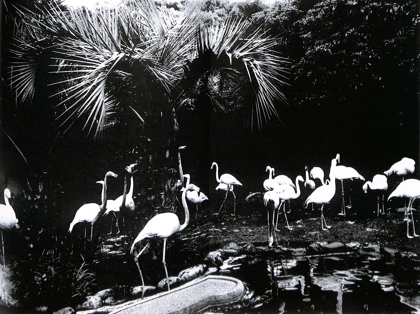 DAIDO MORIYAMA: SHINOBU (signed/numbered)