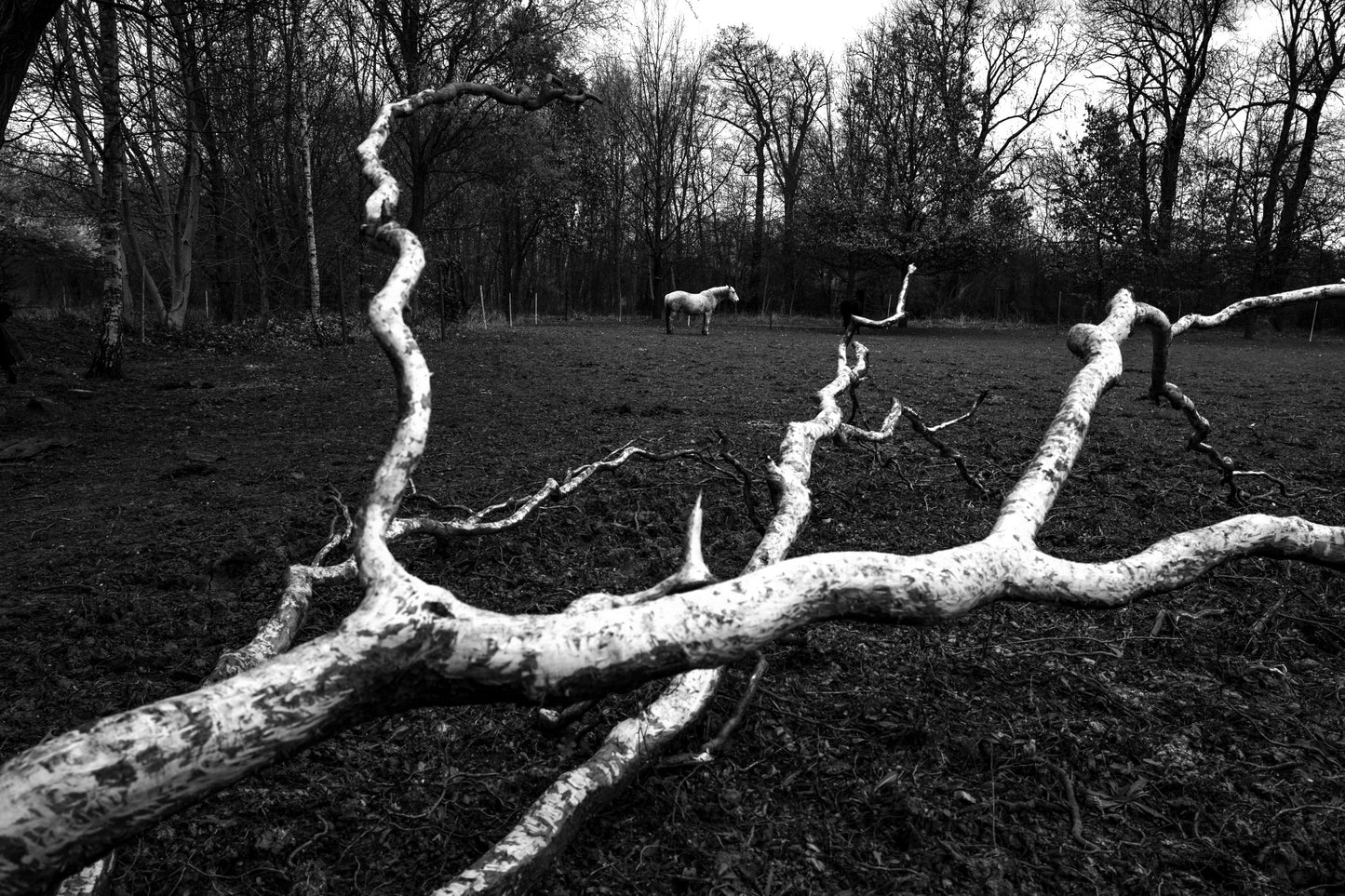 TOM ŘECHTÁČEK: KRAJINA KONĚ
EQUINE LANDSCAPE (Edition of 70, signed, numbered with print)