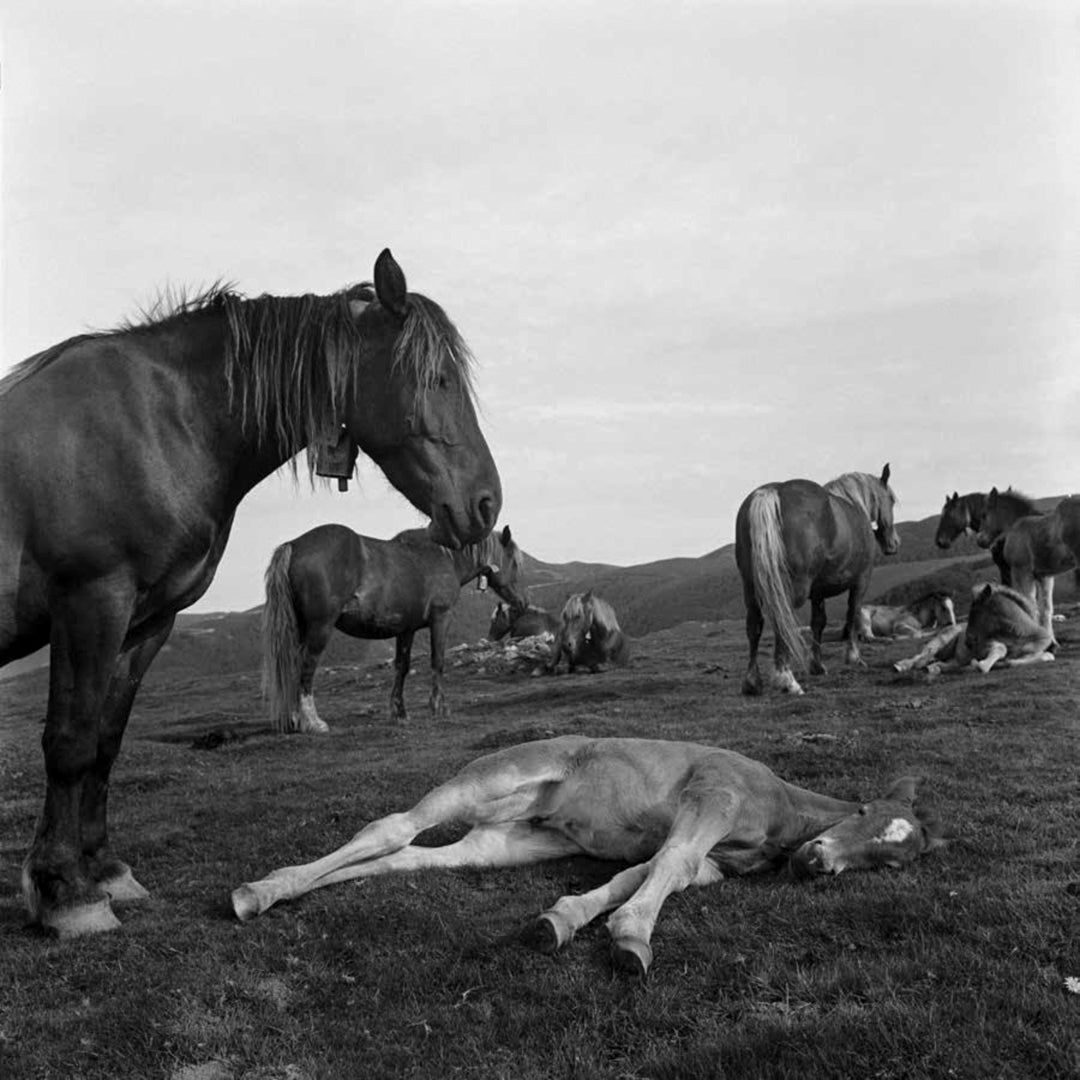 ANNE REARICK: GURE BAZTERRAK (OUR LAND)