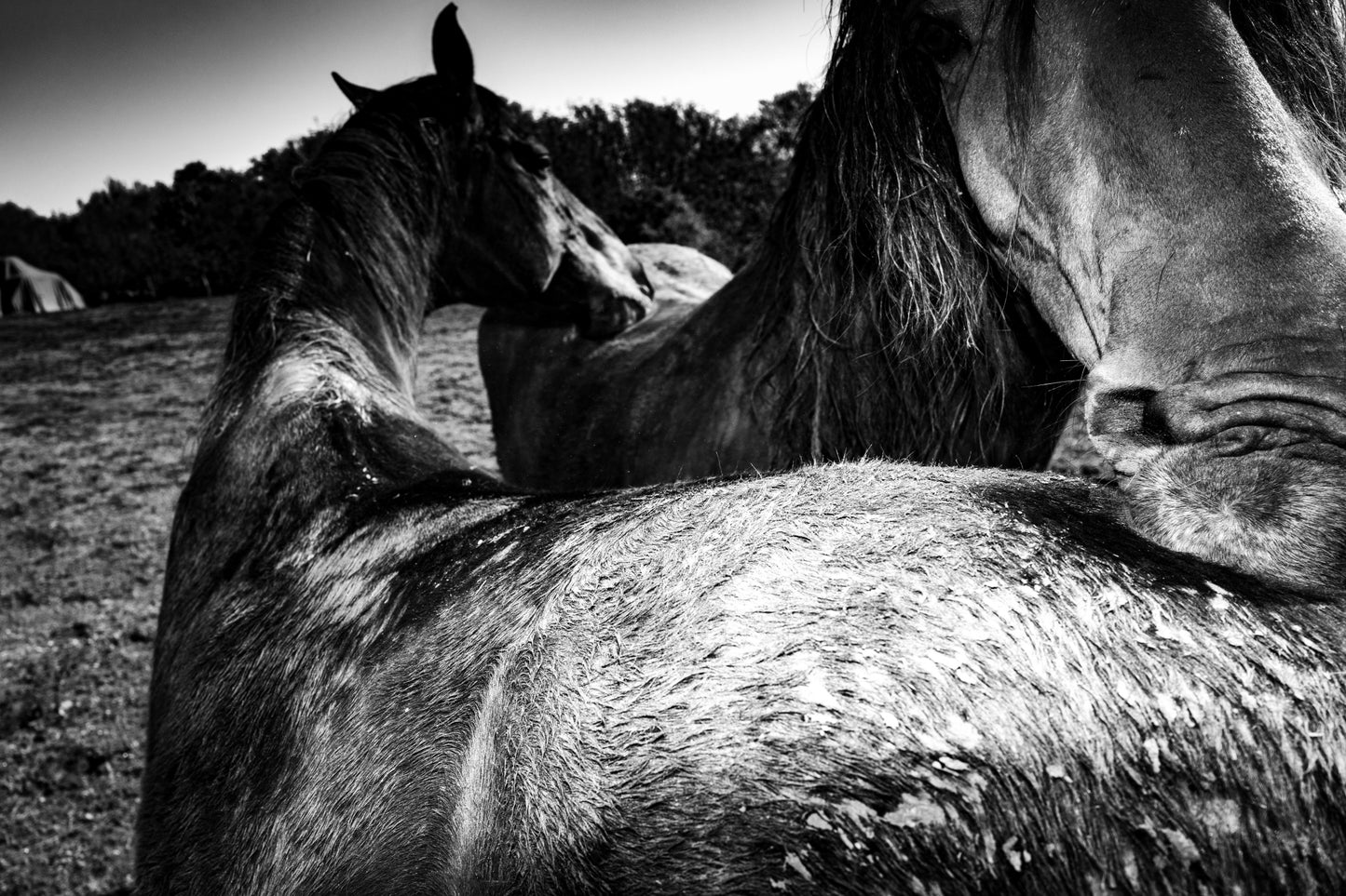 TOM ŘECHTÁČEK: KRAJINA KONĚ
EQUINE LANDSCAPE (Edition of 70, signed, numbered with print)