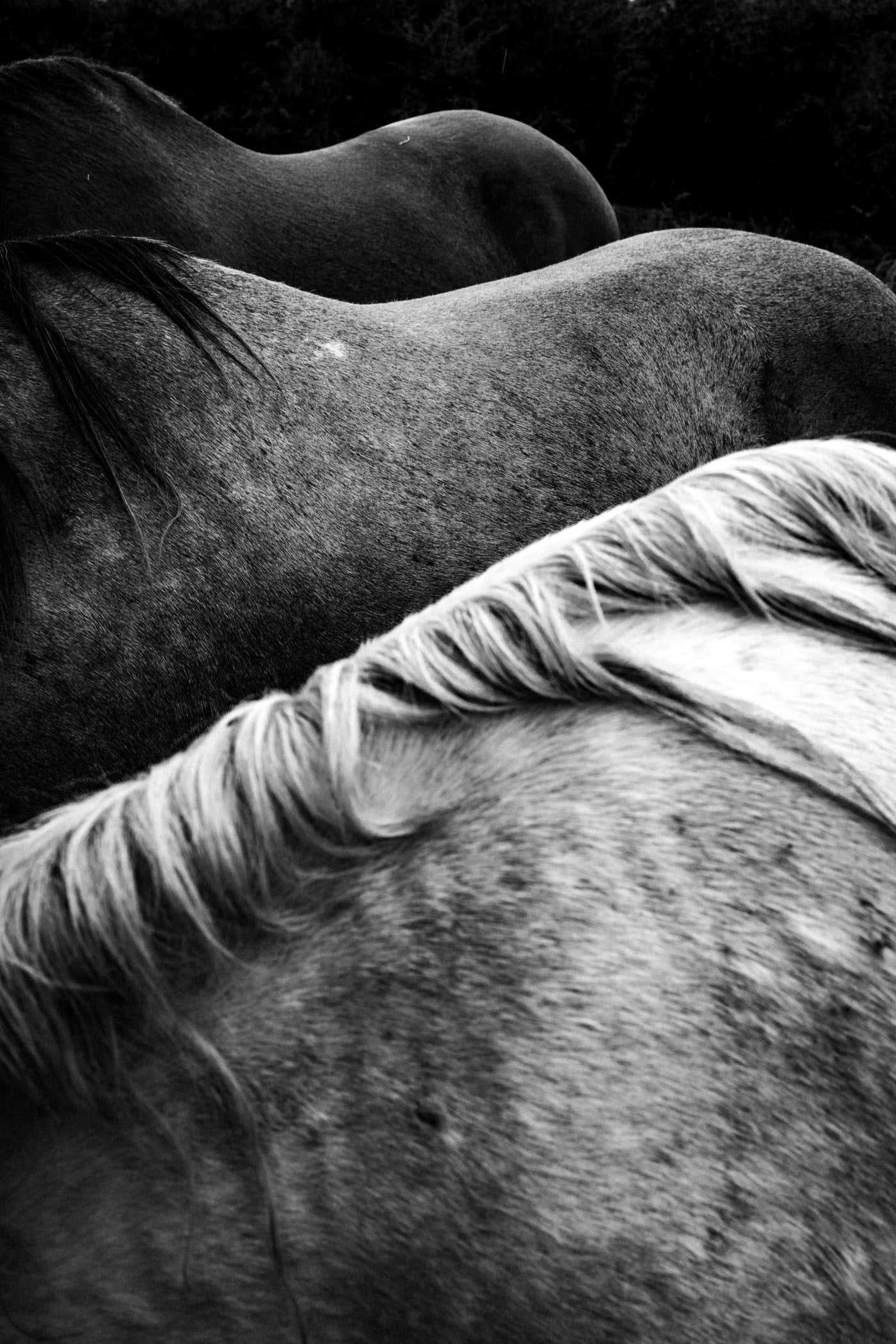 TOM ŘECHTÁČEK: KRAJINA KONĚ
EQUINE LANDSCAPE (Edition of 70, signed, numbered with print)