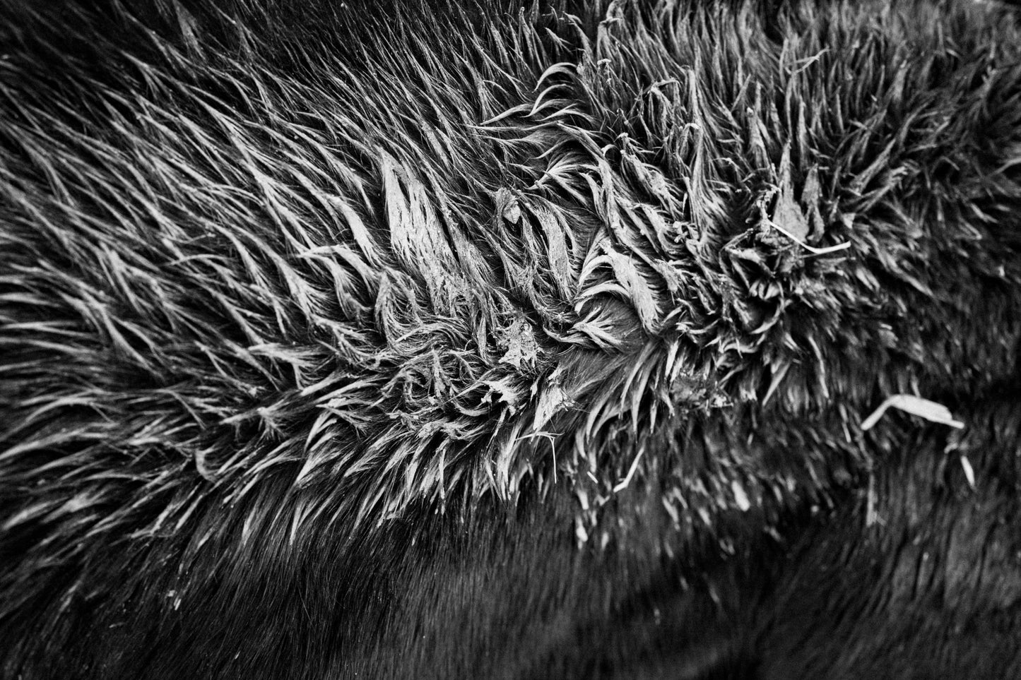 TOM ŘECHTÁČEK: KRAJINA KONĚ
EQUINE LANDSCAPE (Edition of 70, signed, numbered with print)