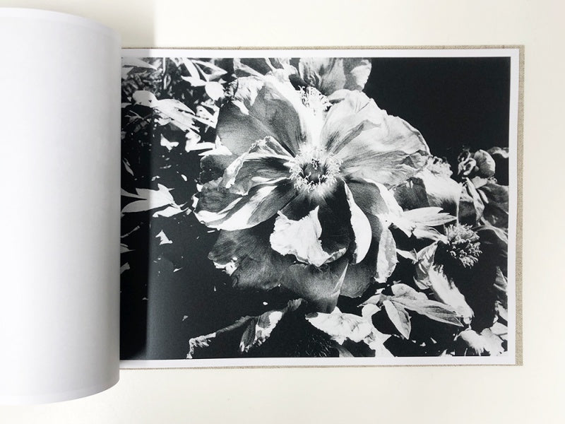 DAIDO MORIYAMA: FLOWERS (signed,numbered)