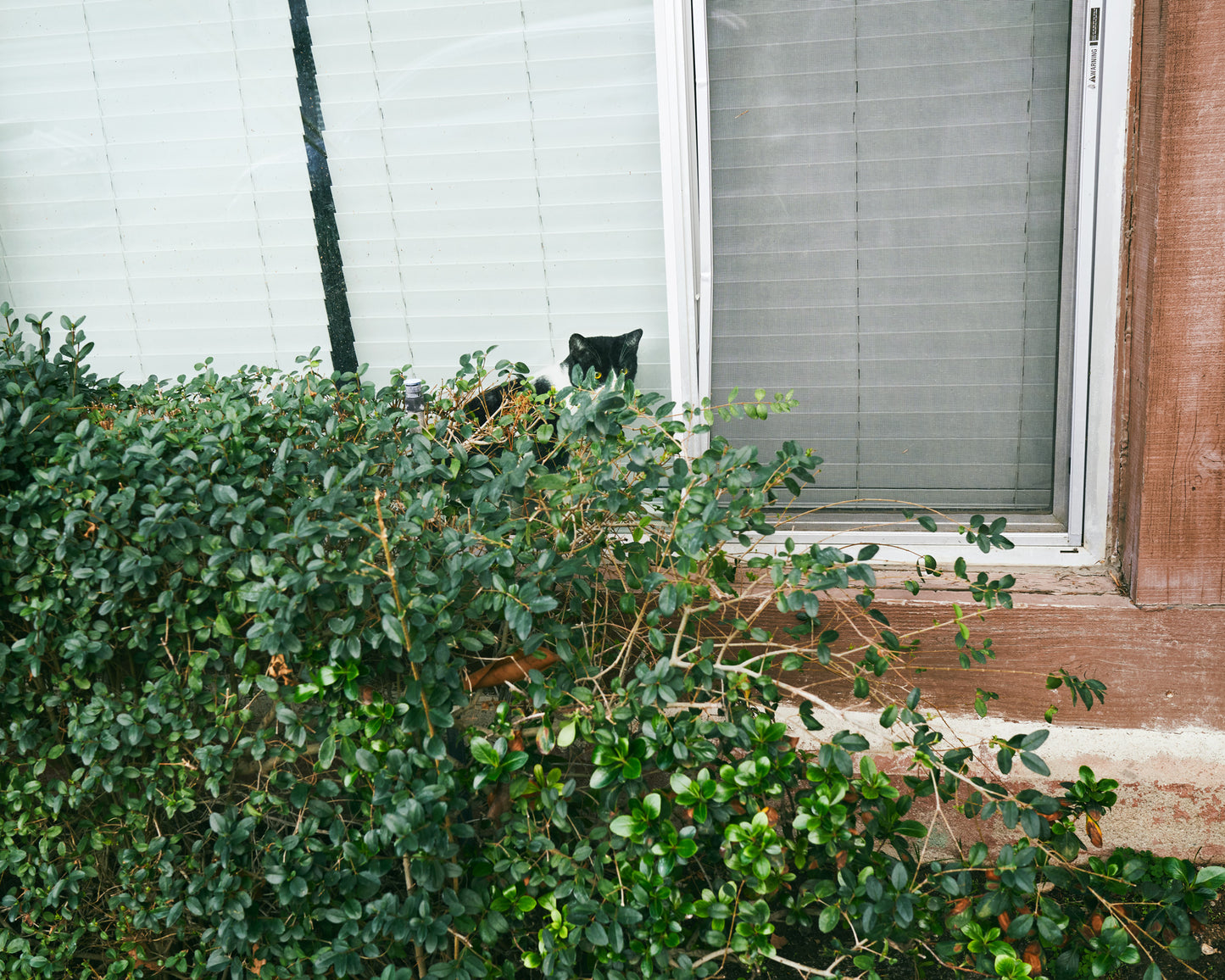 EMILY SHUR: SUNSHINE TERRACE