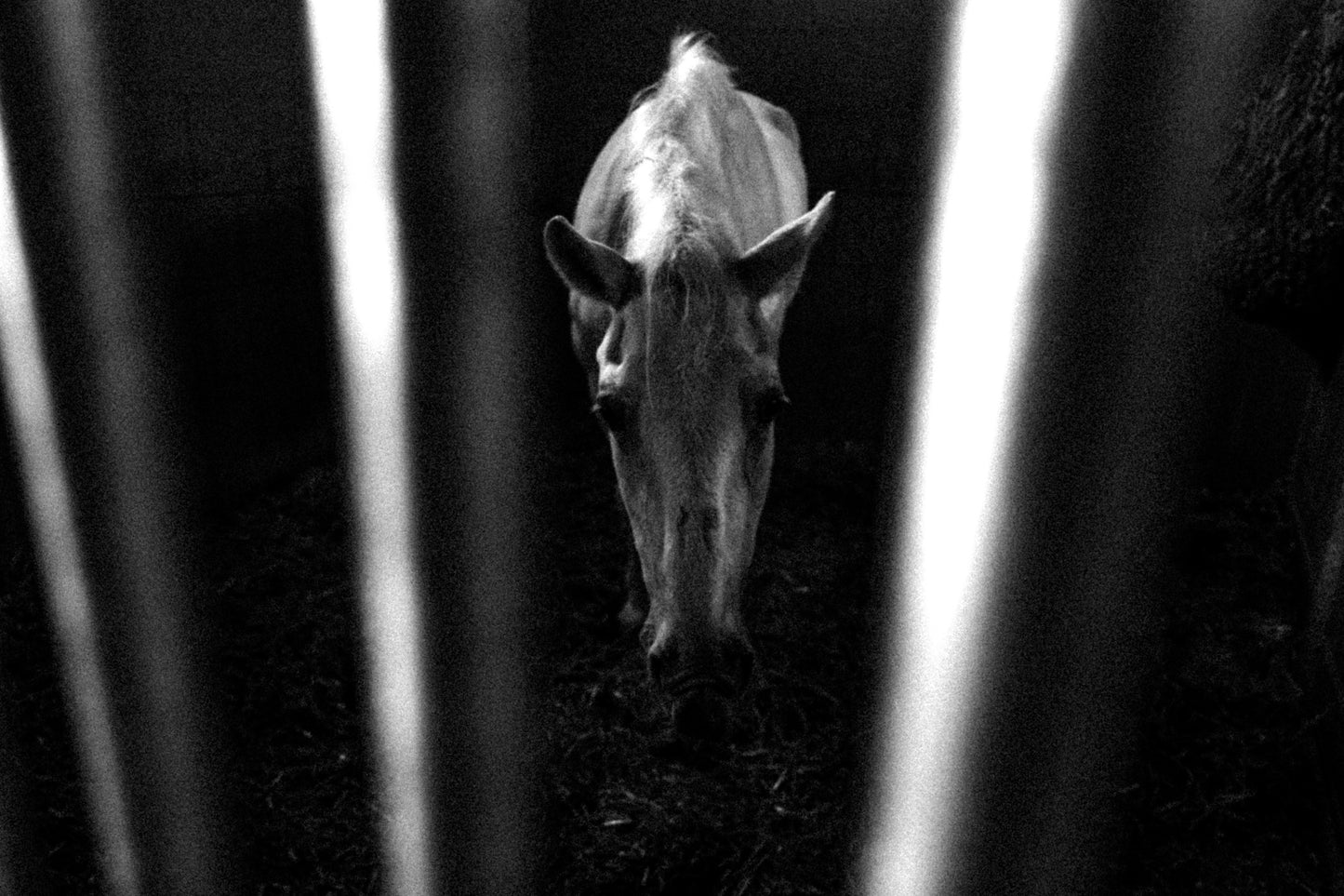 TOM ŘECHTÁČEK: KRAJINA KONĚ
EQUINE LANDSCAPE (Edition of 70, signed, numbered with print)