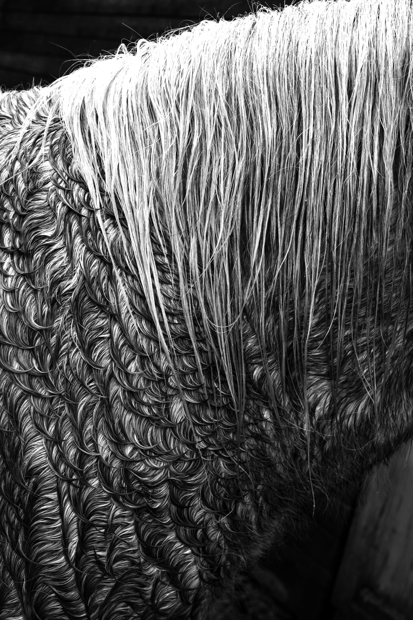 TOM ŘECHTÁČEK: KRAJINA KONĚ
EQUINE LANDSCAPE (Edition of 70, signed, numbered with print)