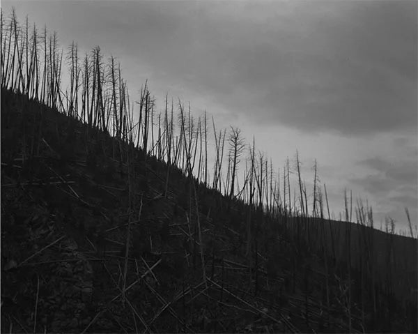 MARK MCLENNAN: NO FENCES