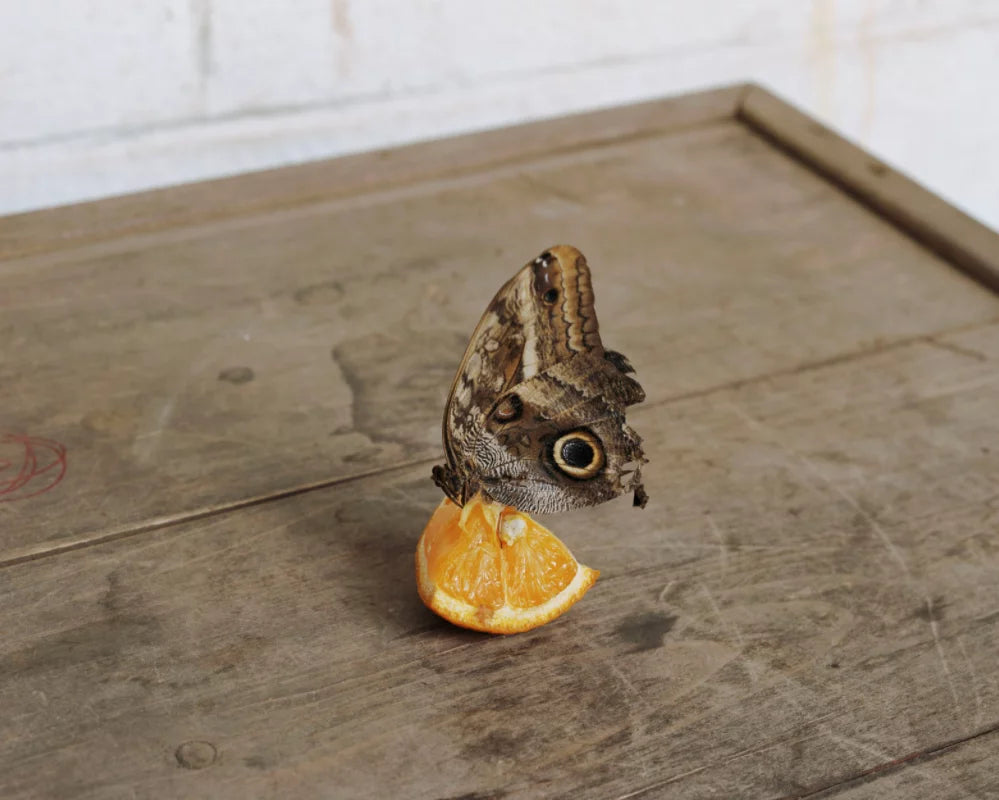 ALEC SOTH: A POUND OF PICTURES