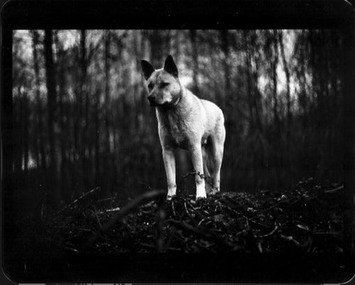 GIACOMO BRUNELLI: THE ANIMALS (SIGNED)