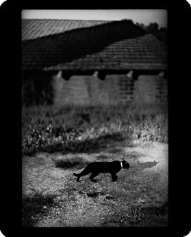 GIACOMO BRUNELLI: THE ANIMALS (SIGNED)