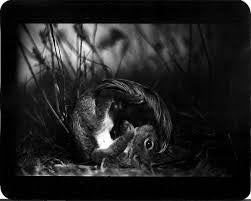 GIACOMO BRUNELLI: THE ANIMALS (SIGNED)