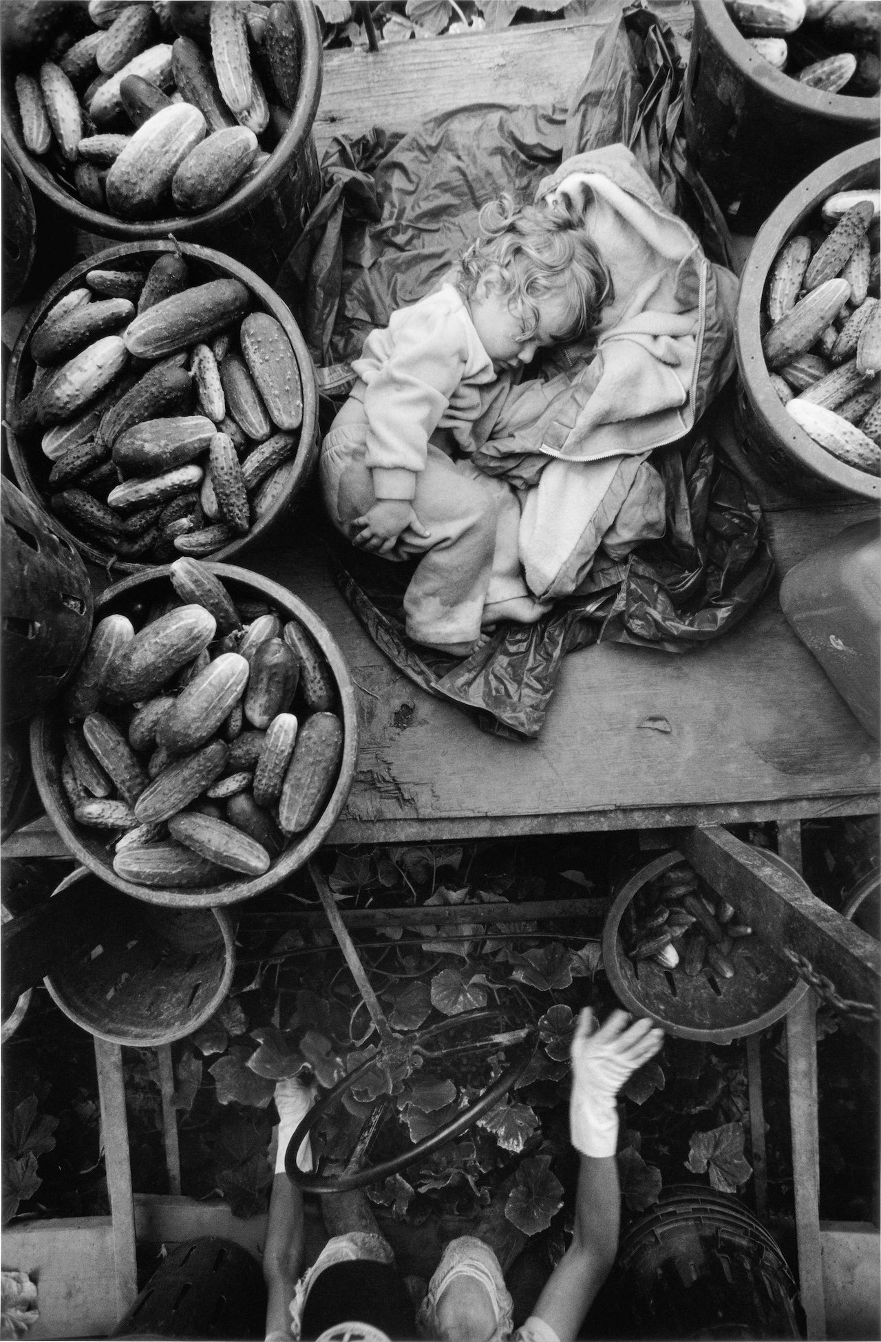 LARRY TOWELL: THE MENNONITES