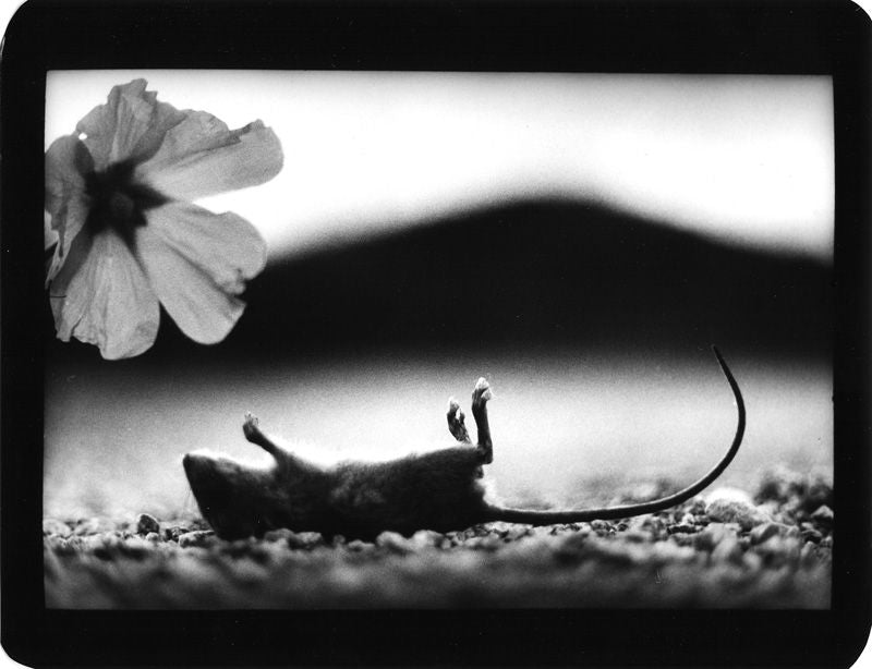 GIACOMO BRUNELLI: THE ANIMALS (SIGNED)