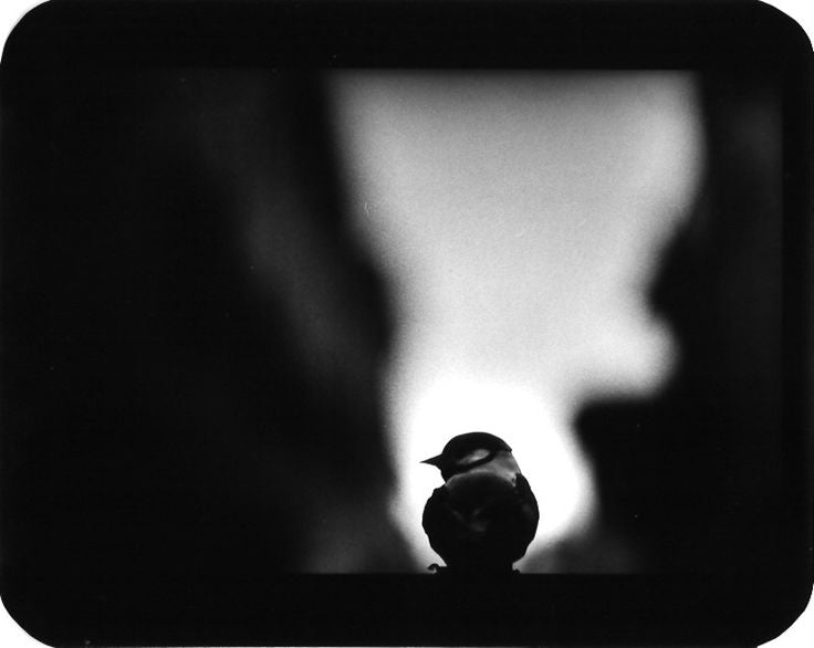 GIACOMO BRUNELLI: THE ANIMALS (SIGNED)