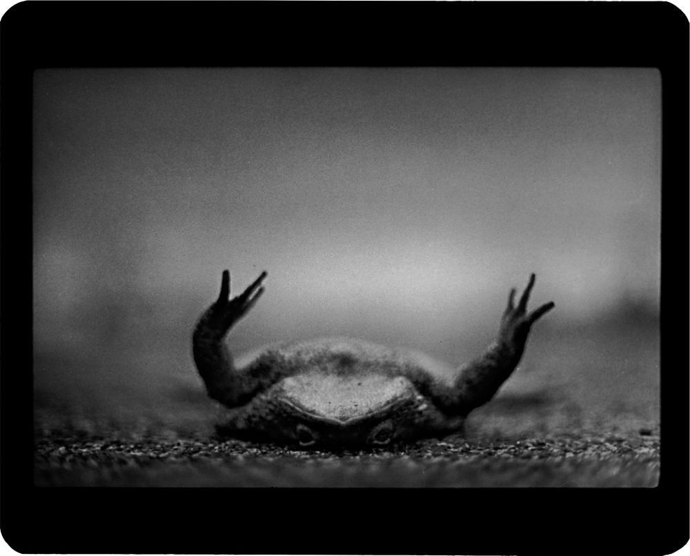 GIACOMO BRUNELLI: THE ANIMALS (SIGNED)