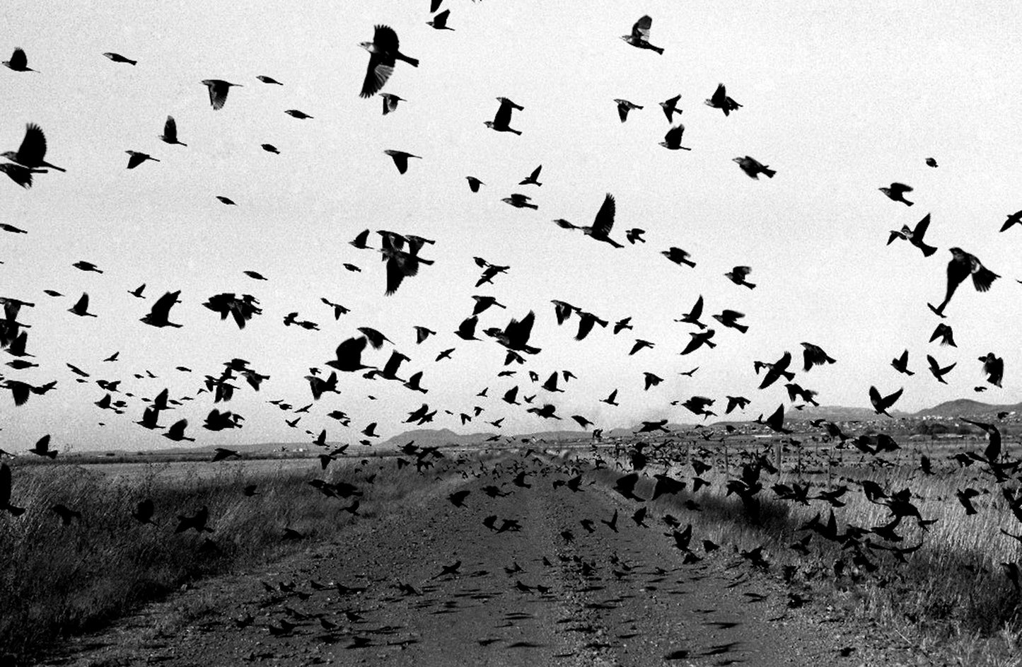 LARRY TOWELL: THE MENNONITES